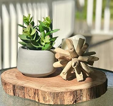 Kurrajong Farmhouse Faux Succulent in Pot - Faux Plants Decor - 7" x 4.5" - Feaux Plant in Pot - ... | Amazon (US)