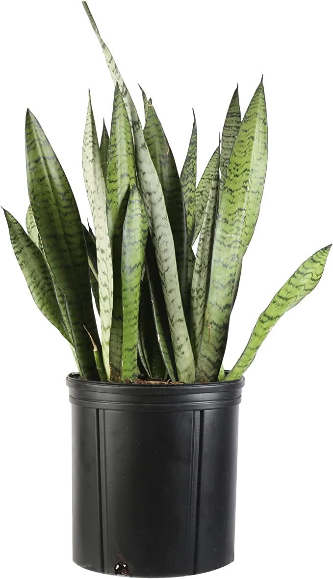 Costa Farms Snake Plant, Beautiful Easy Care Live Indoor Plant, Clean Air Purifying Houseplant, I... | Amazon (US)