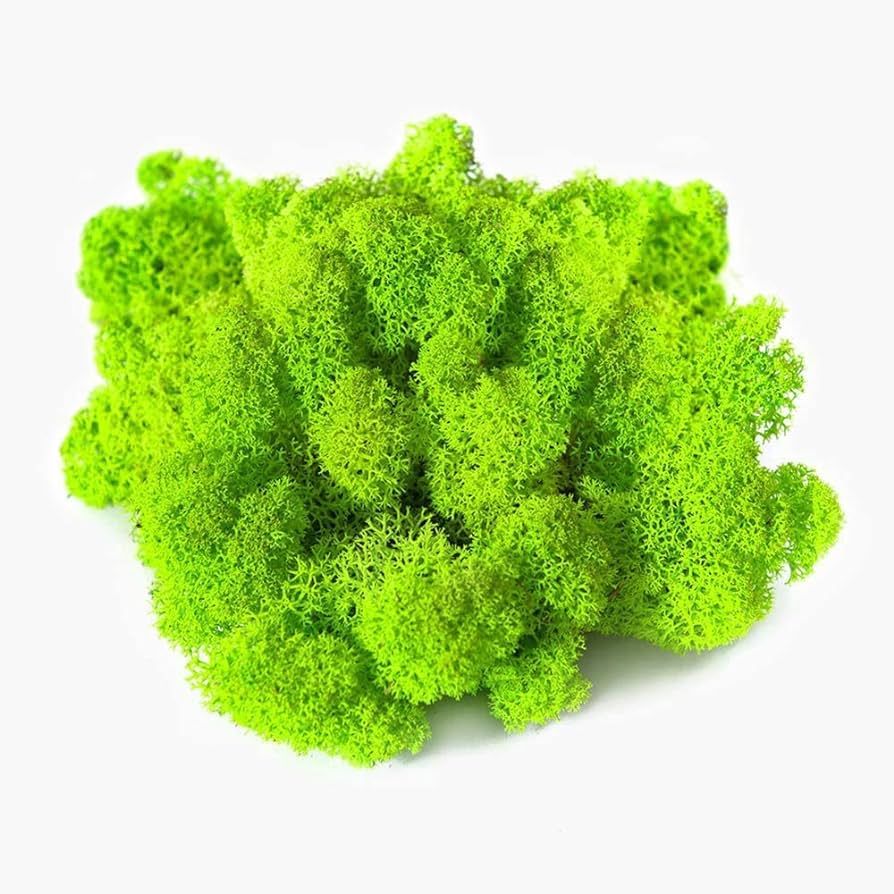 Kaveno Reindeer Moss Preserved, Green Moss for Fairy Gardens, Terrariums, Any Craft or Floral Pro... | Amazon (US)