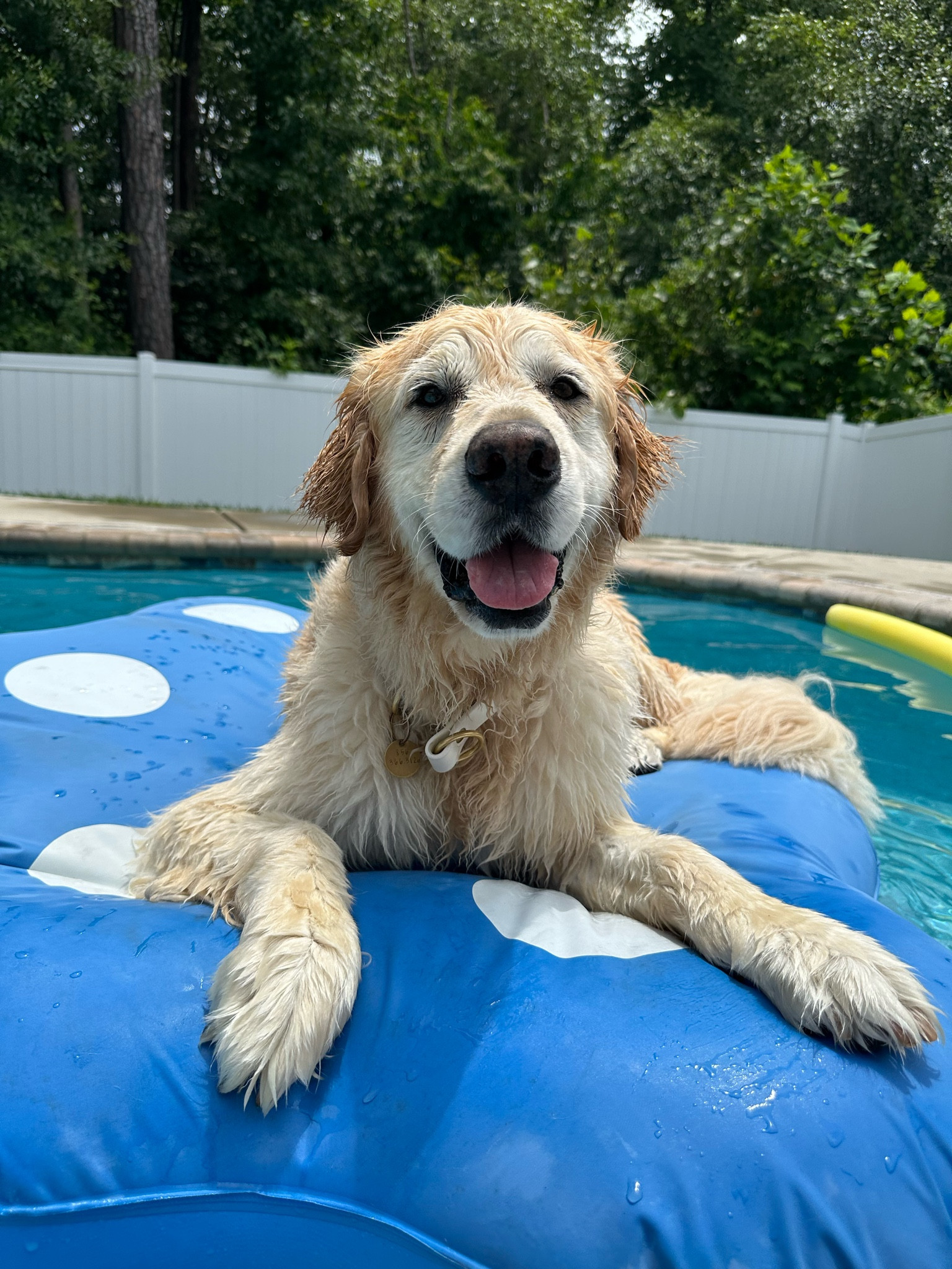 Hard to find a float that your dog won’t pop? Look no further, this float has already lasted us a few years! (featured size is large)

#LTKxPrime 

#LTKhome #LTKfindsunder100