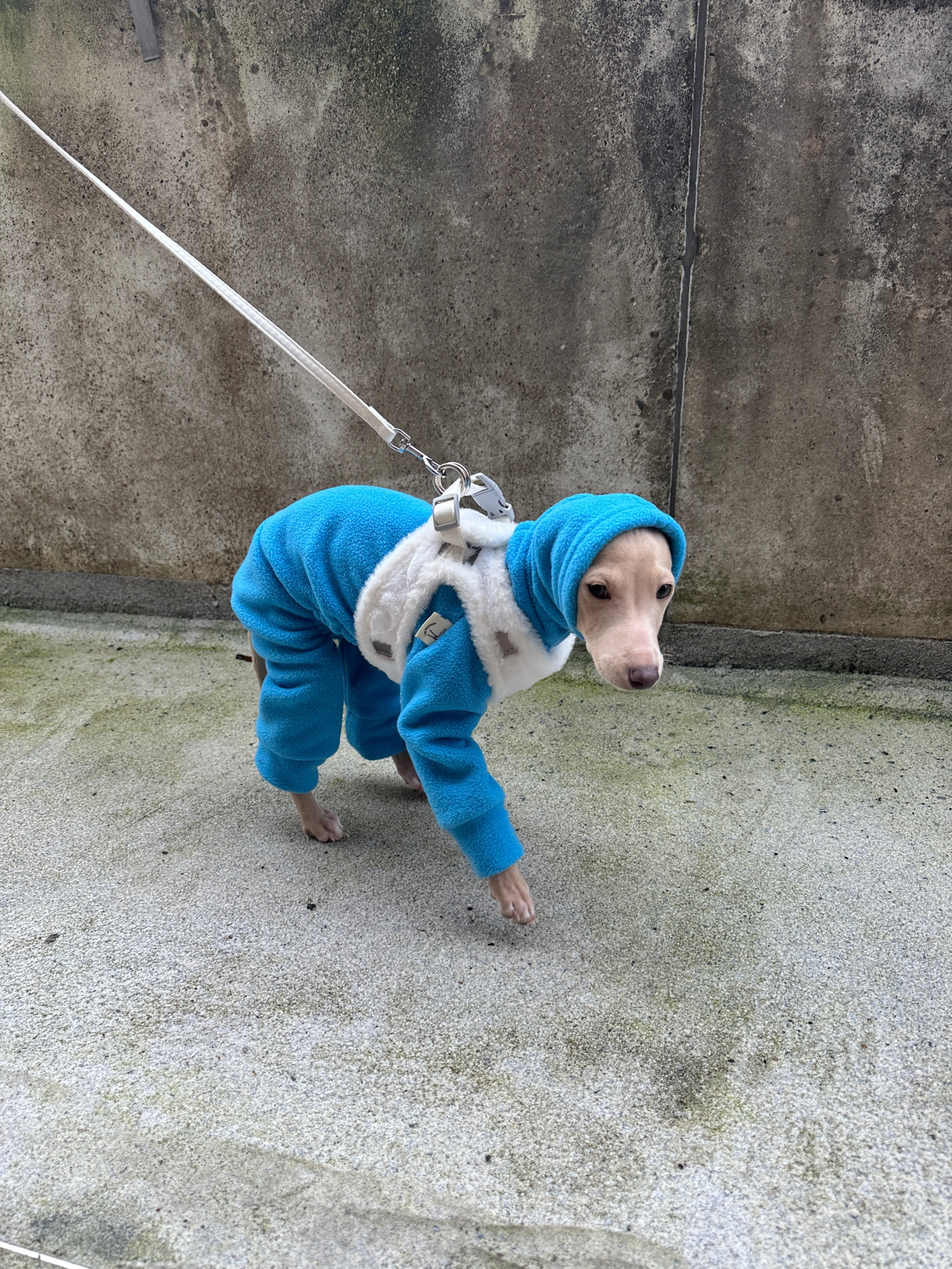 @kiwisiggylife Italian Greyhound Dog Jumper + Harness 🩵🤍

#LTKFindsUnder50 #LTKStyleTip
