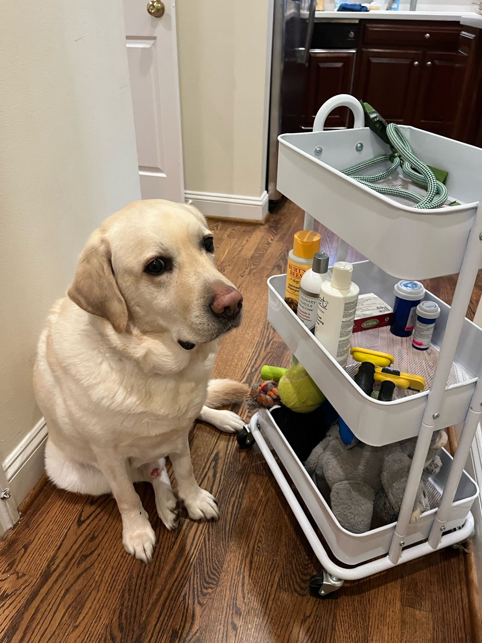 Dog gear storage products

#LTKhome #LTKunder50 #LTKfamily