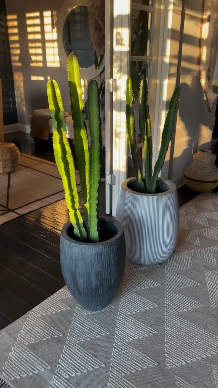 They’re safer inside ☺️

#plantpot #homedecor #decorinspo #cactusandsucculents #houseofplants #interiordecorating