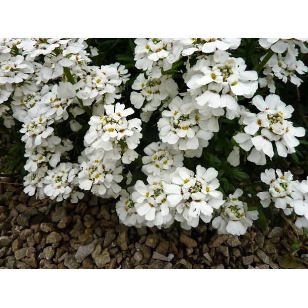 Snowcone Candytuft Perennial - Iberis - Quart Pot - Walmart.com | Walmart (US)