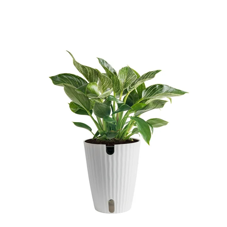 Plants with Benefits by Costa Farms 12" Premium Assorted Foliage House Plant in 6" Self-Watering ... | Walmart (US)