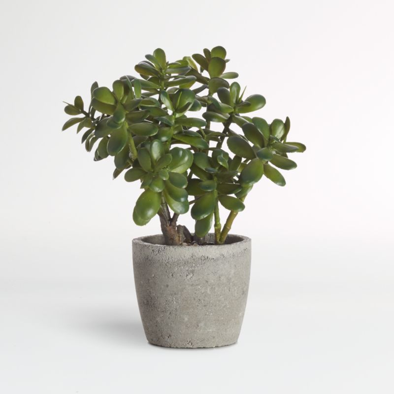 Potted Artificial/Faux Jade Plant + Reviews | Crate & Barrel | Crate & Barrel