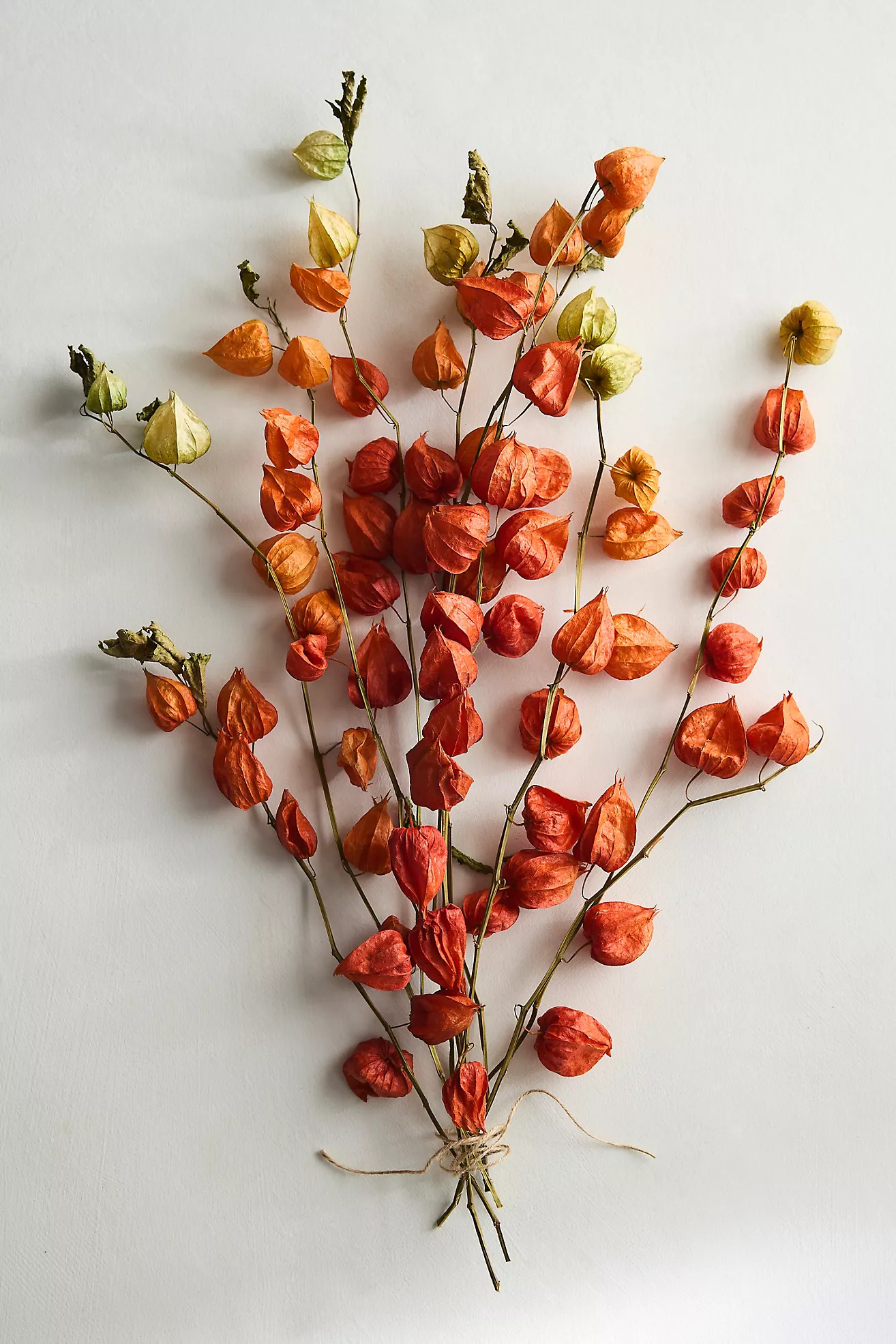 Dried Physalis Pod Bunch | Anthropologie (US)