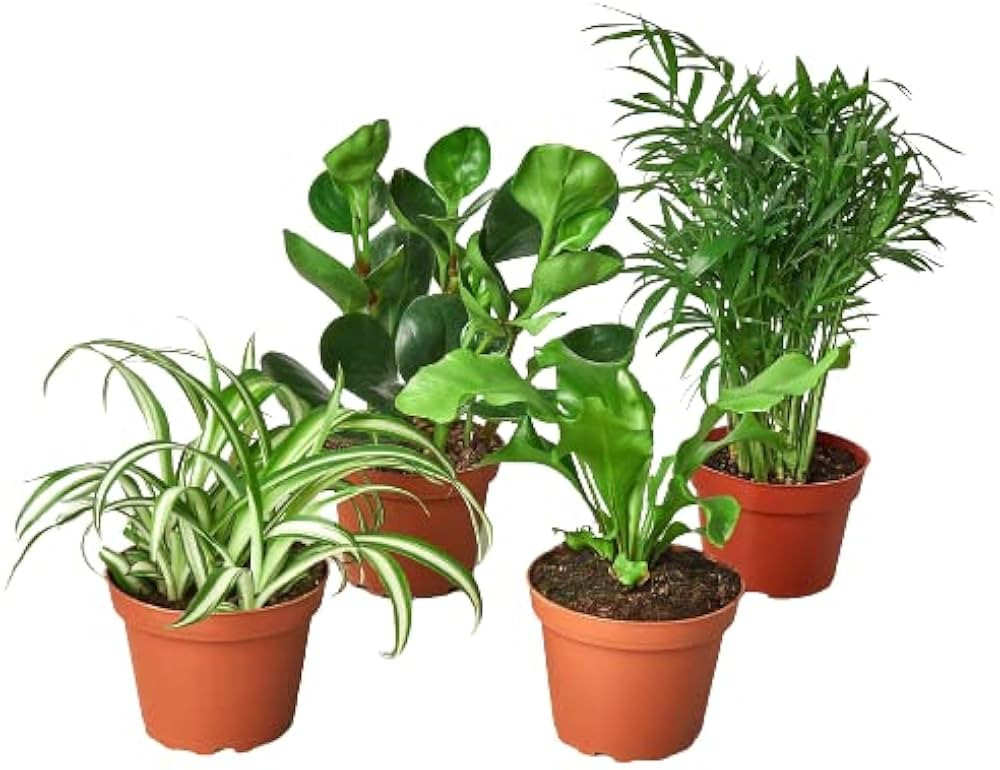 House Plant Shop | Amazon (US)