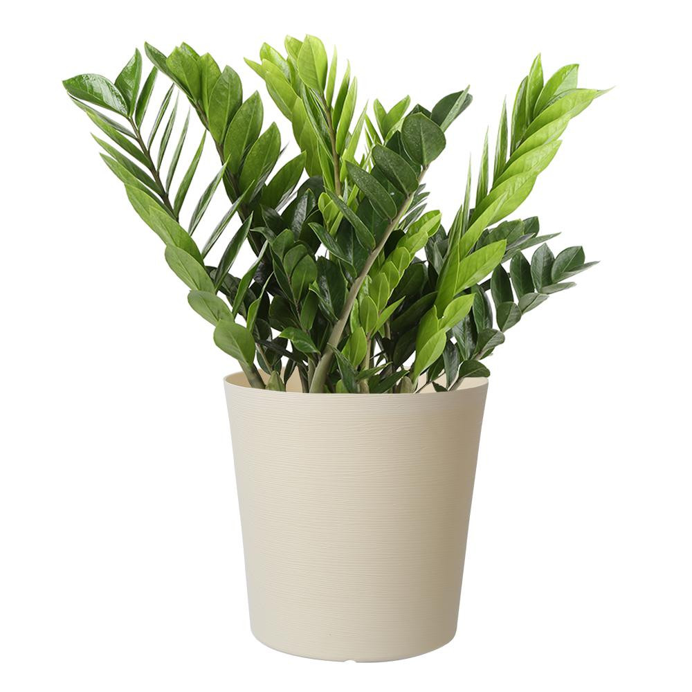 Costa Farms 10 in. ZZ in White Paradise Planter-CO.3.ZC10.PARWHT - The Home Depot | The Home Depot