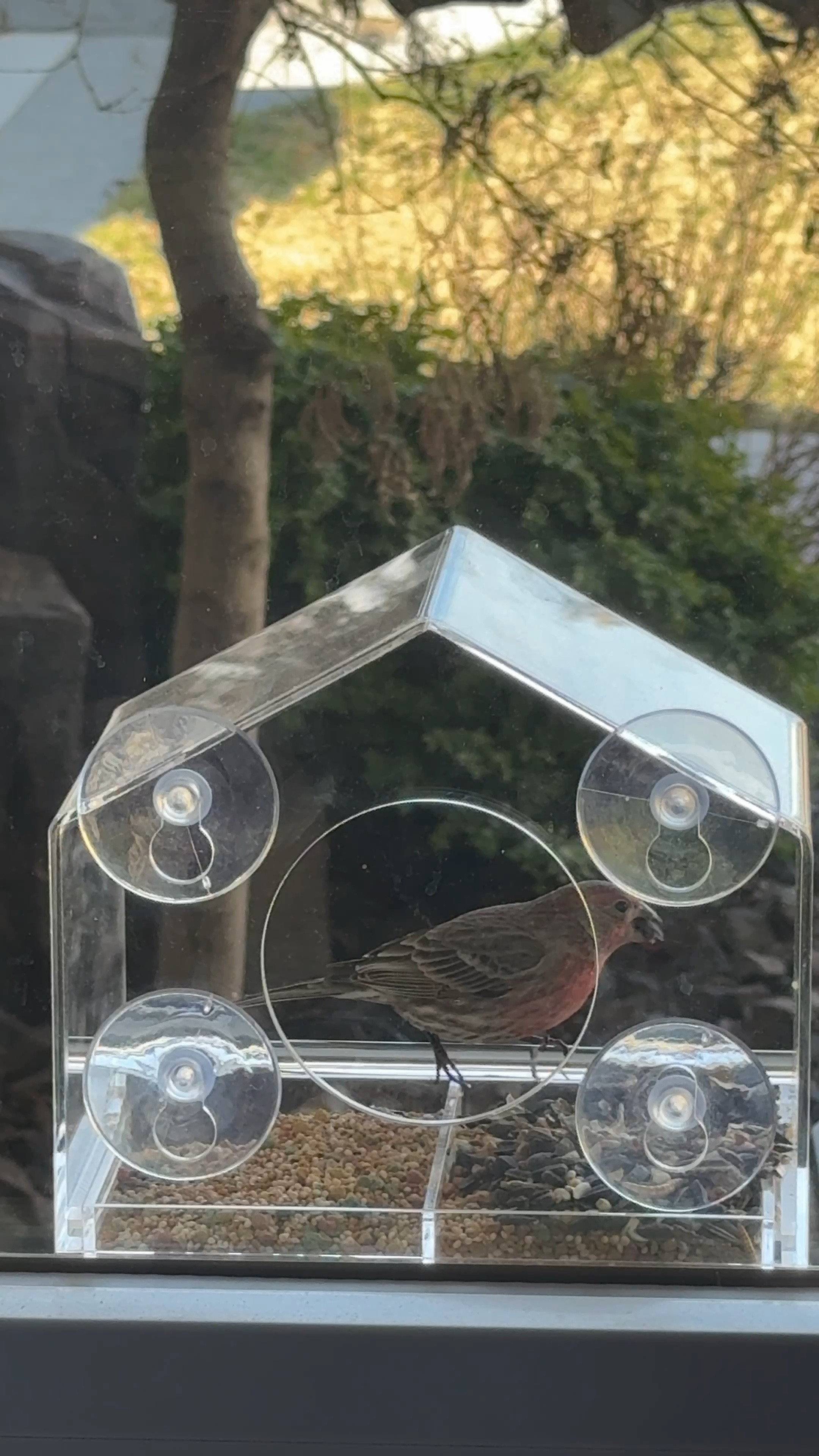 Bird feeder with strong suction cups for windows
#birdfeeder #birds 

#LTKhome #LTKfindsunder50