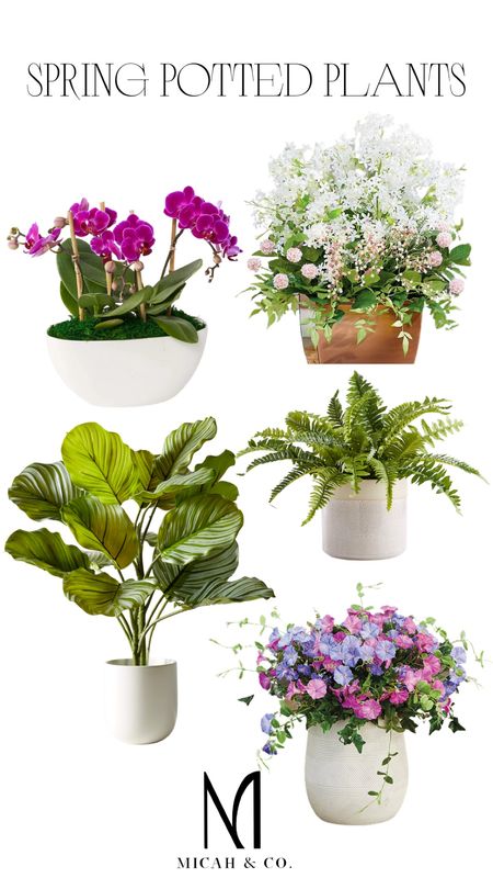 Potted plants for spring!🖤 

@micahabbanantodesigns 

#timelesswithanedge
#micahandco

#LTKFind #LTKSeasonal #LTKhome