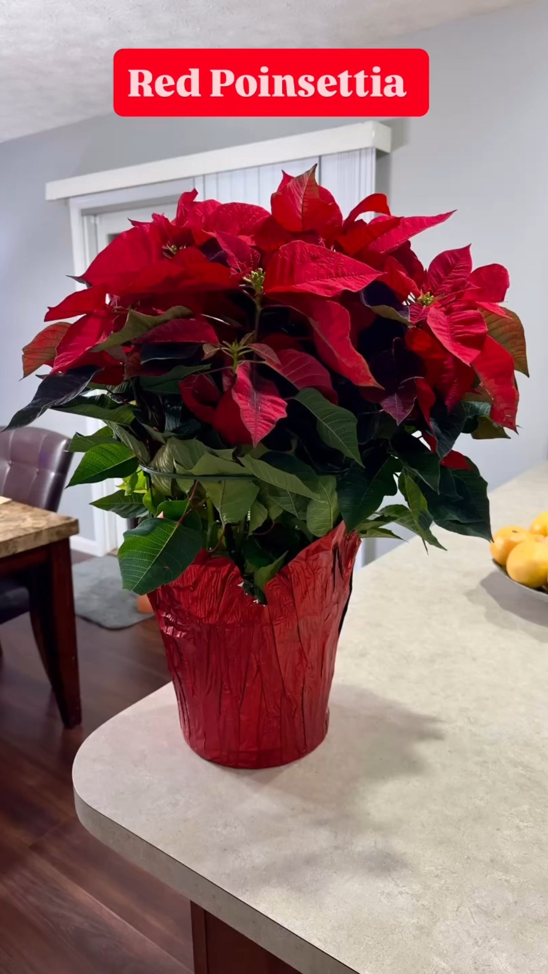 Christmas Poinsettias!
#holiday #home #gifts #decor 

#LTKSeasonal #LTKHoliday #LTKHome