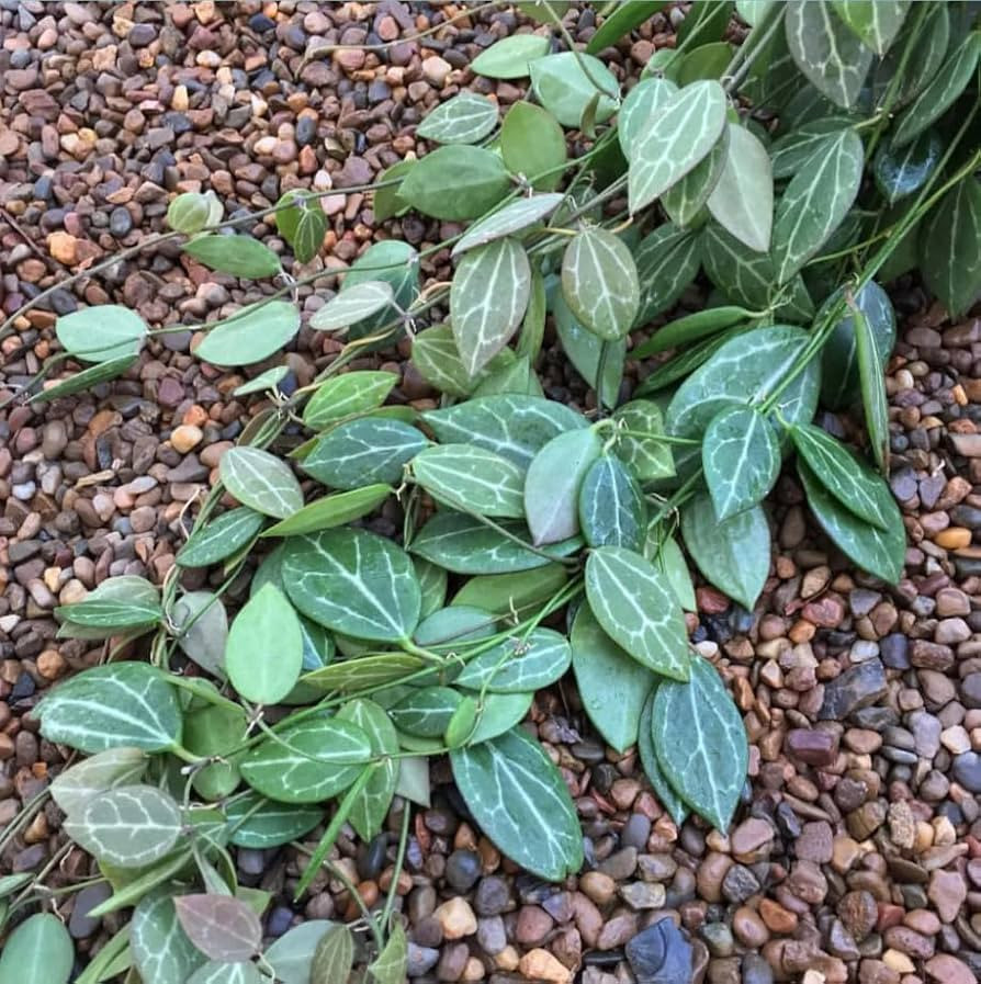 Live Dischidia Ovata Plant Dischidia Watermelon Plant Dischidia Melon Houseplant 3.5 Inch Pot | Amazon (US)