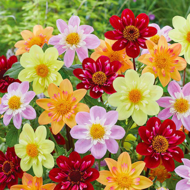 Garden State Bulb Multicolor Topmix Single Mix Dahlia Bulbs Bagged 12-Count | Lowe's