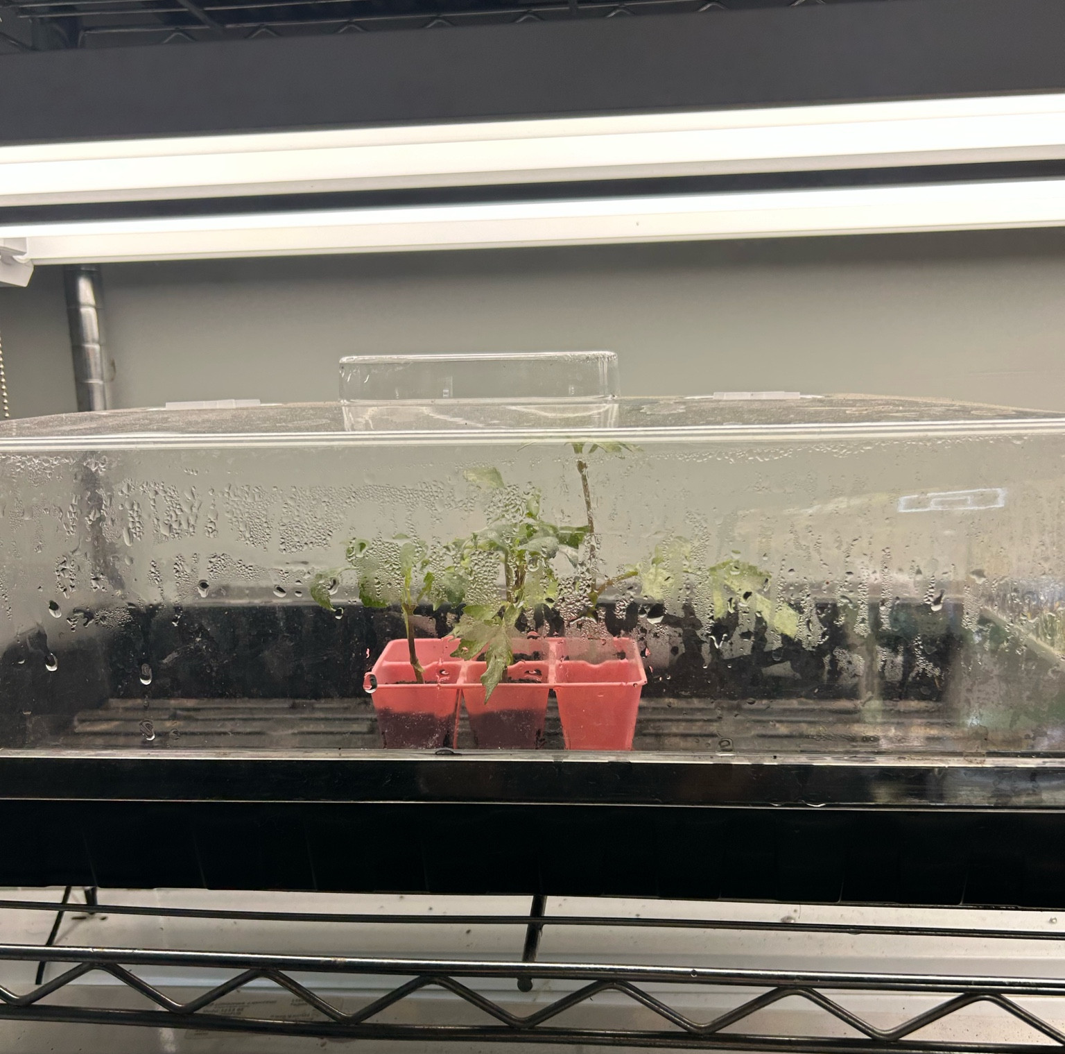 LED connectable shop lights for grow station 
