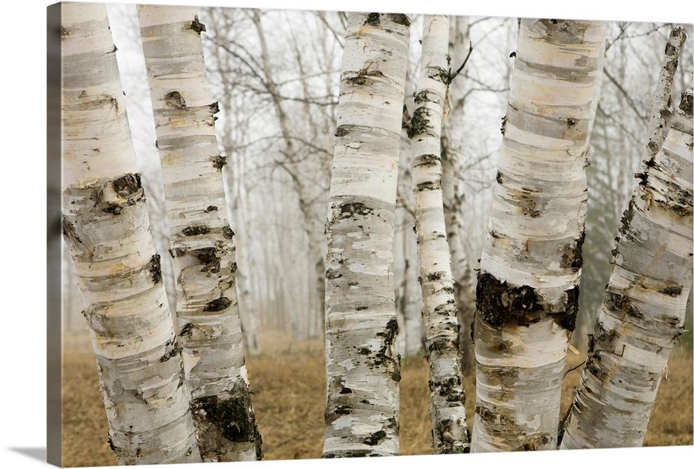 Large Gallery-Wrapped Canvas Wall Art Print 24 x 16 entitled Birch Trees In The Fog In Early Spring, Ontario, Canada | Great Big Canvas - Dynamic