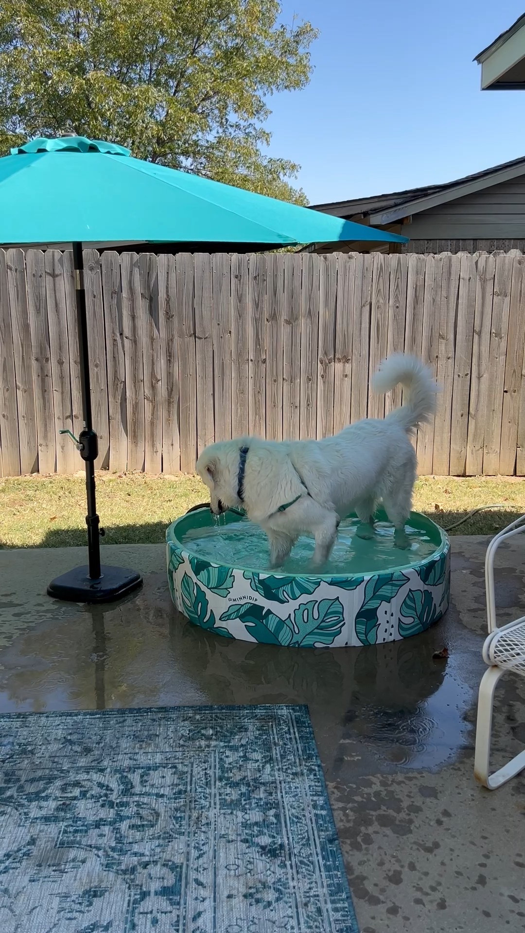 these mini dip pools from target are also one of our favs 😂✨💦 #dogsummer 

#LTKSummerEdit #LTKPets