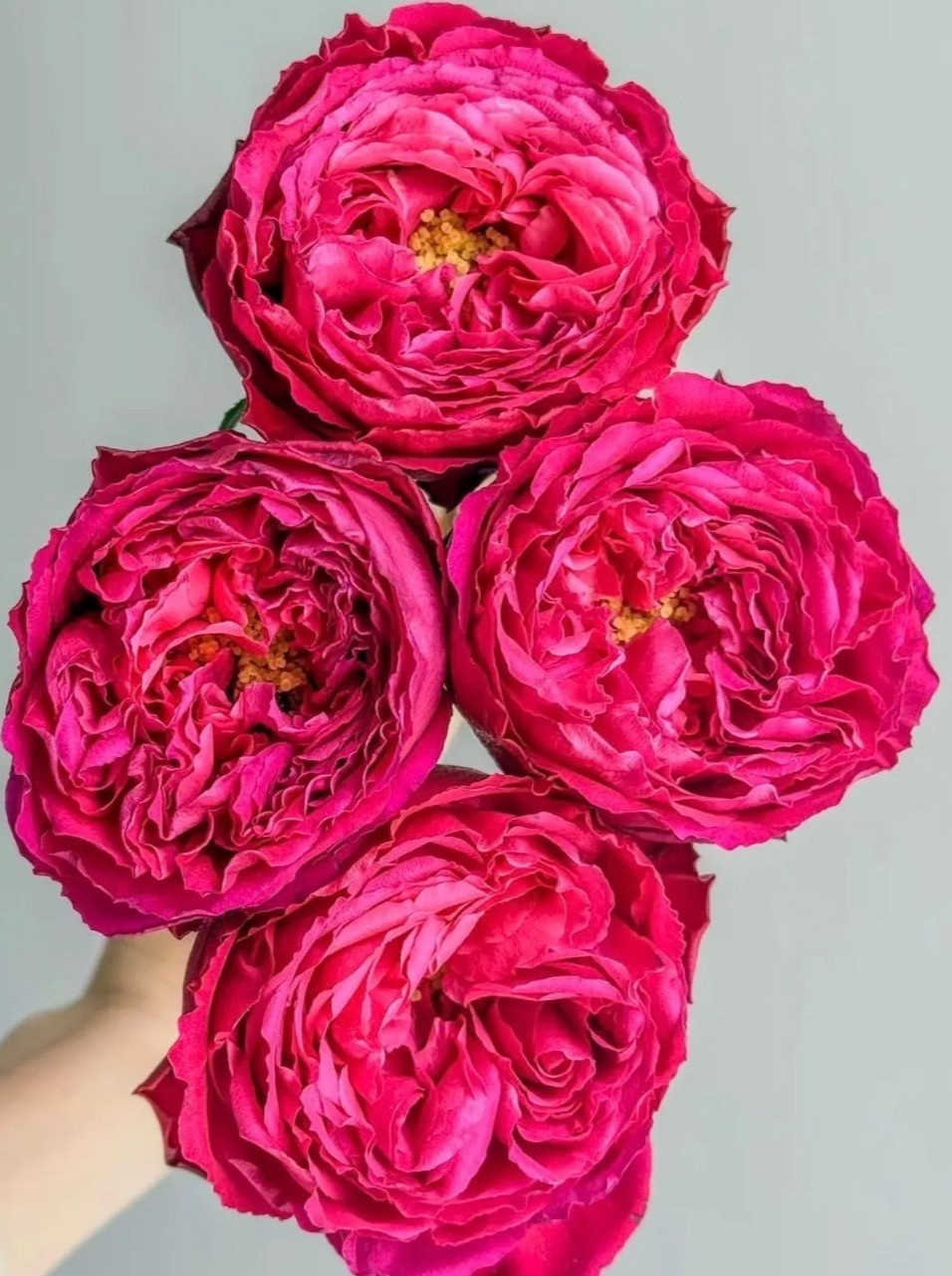 If you are after red Traviata 