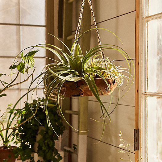 Giant Tillandsia | Terrain