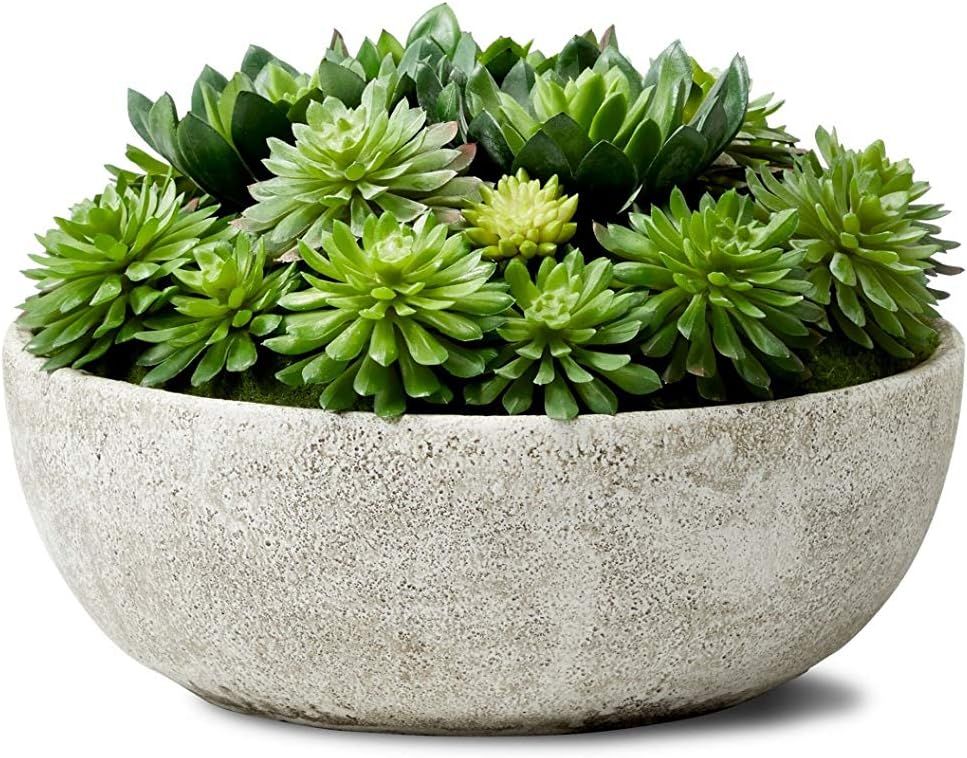 Serene Spaces Living Echeveria Succulent Mix in Bowl, Perfect for Weddings and Home Décor, Measu... | Amazon (US)