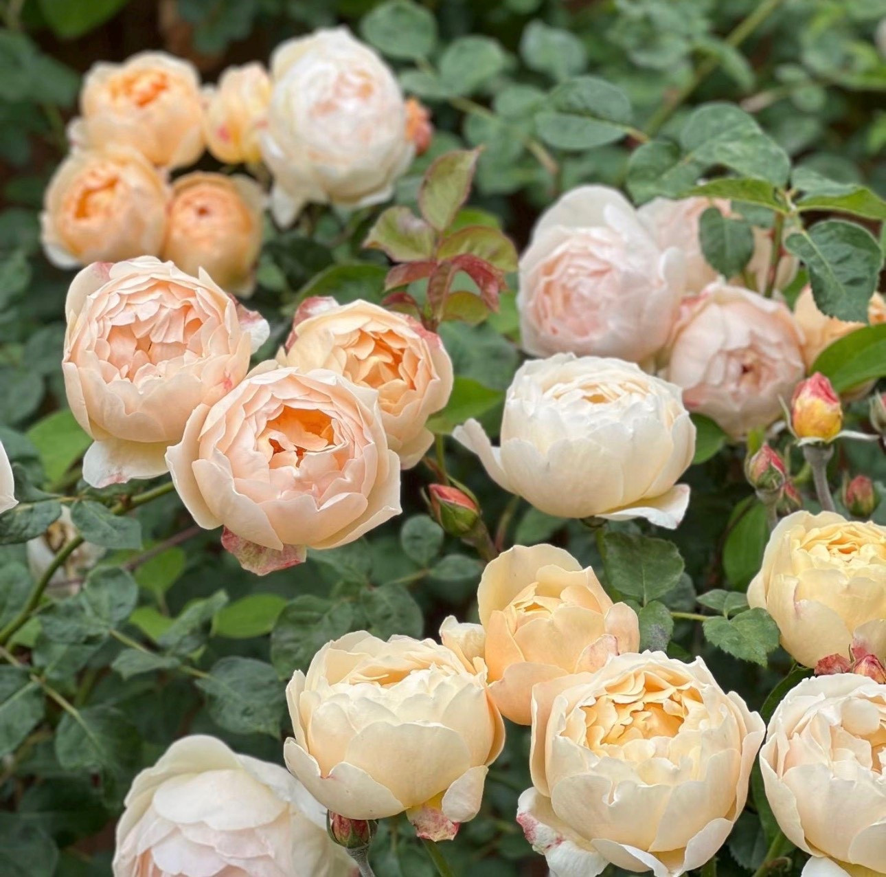 If you have been hunting Jude the Obscure  

#LTKHome #LTKSeasonal #LTKOver40