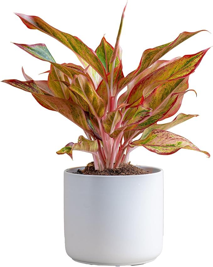 Costa Farms Red Chinese Evergreen Live Indoor Plant, Easy Care Houseplant in Modern Decor Planter... | Amazon (US)