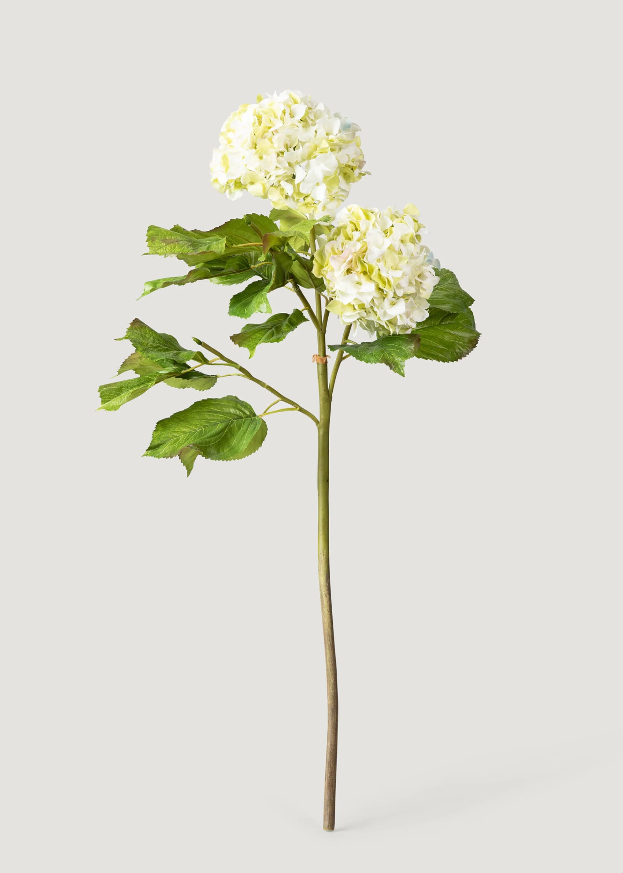 Cream Green Hydrangea Branch | Artificial Flowers at Afloral | Afloral