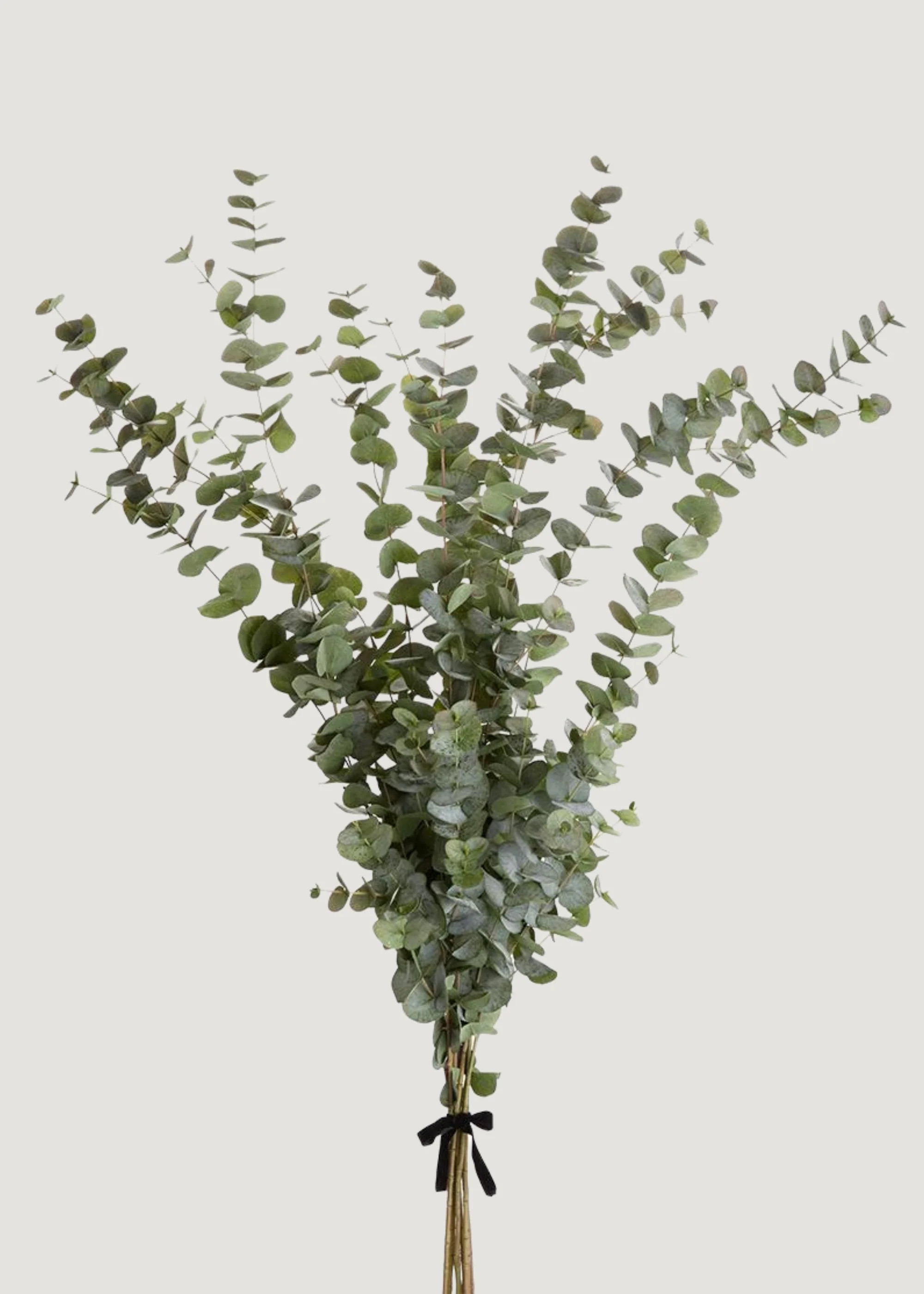 Large Artificial Eucalyptus Branch Bundle - 61 | Afloral