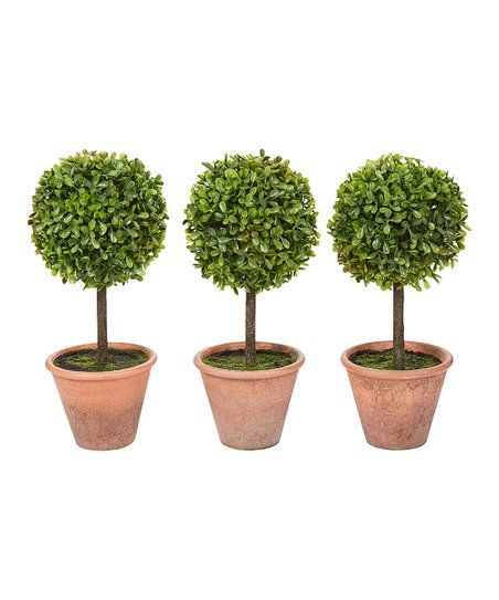 Boxwood Terra-Cotta Potted Topiary - Set of Three | Zulily