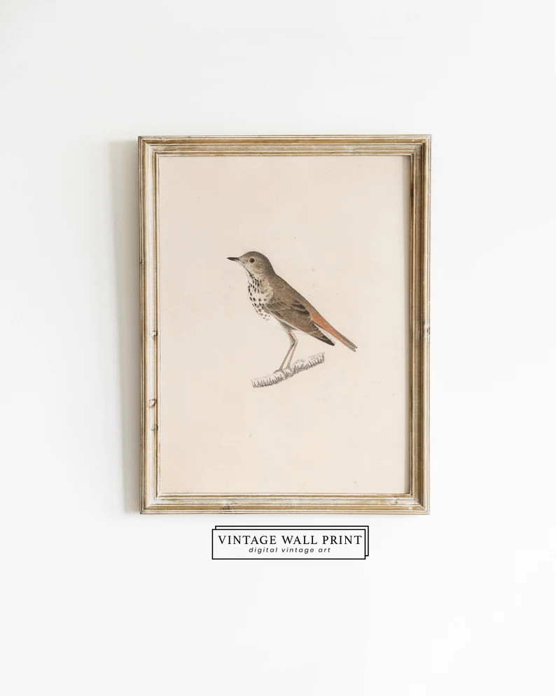 Hummungbird Vintage Print, Bird Vintage Sketch,  Antique Bird Print, Animal Watercolor, Vintage H... | Etsy (US)