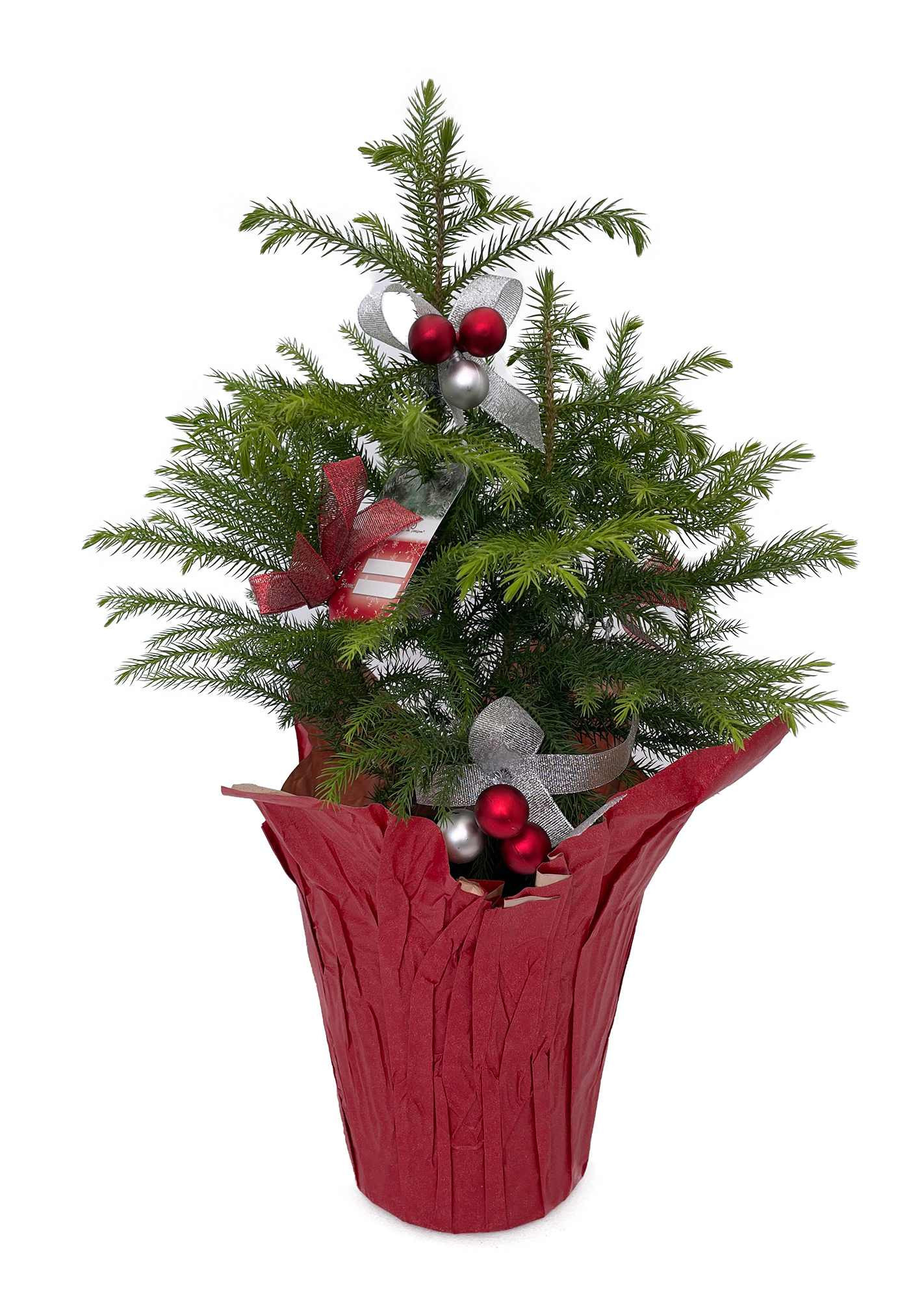 Hirt's Gardens Decorated Live Norfolk Island Pine - Indoor Christmas Tree - 6 inch Pot | 840344209413 | Lowe's