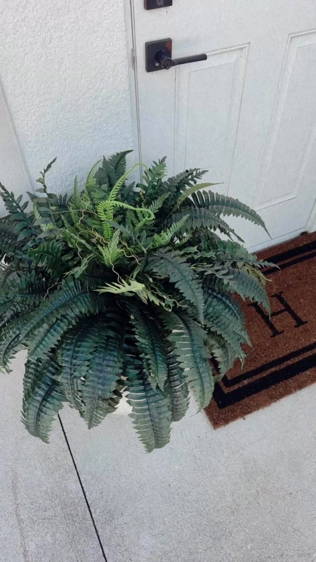 Boston fern 
Planter weights 
Hanger basket 