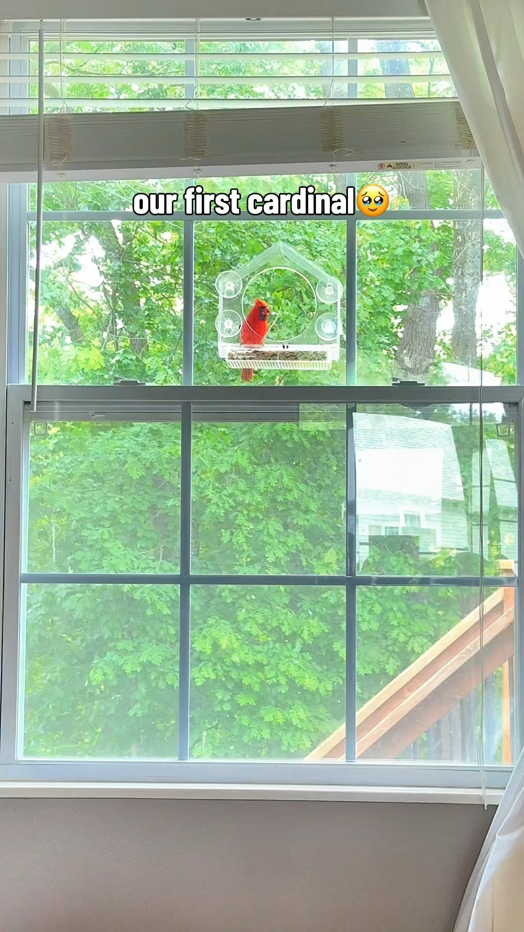 Acrylic bird feeder

#LTKHome #LTKSeasonal #LTKdayinmylife