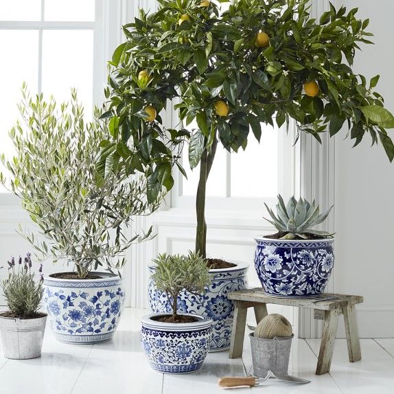 Blue & White Ceramic Planter, Large | Williams-Sonoma