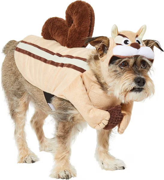 Frisco Chipmunk Dog & Cat Costume | Chewy.com