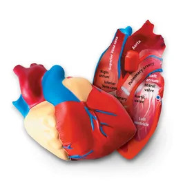 Soft Foam Cross-Section Human Heart Model | Learning Resources - (US)
