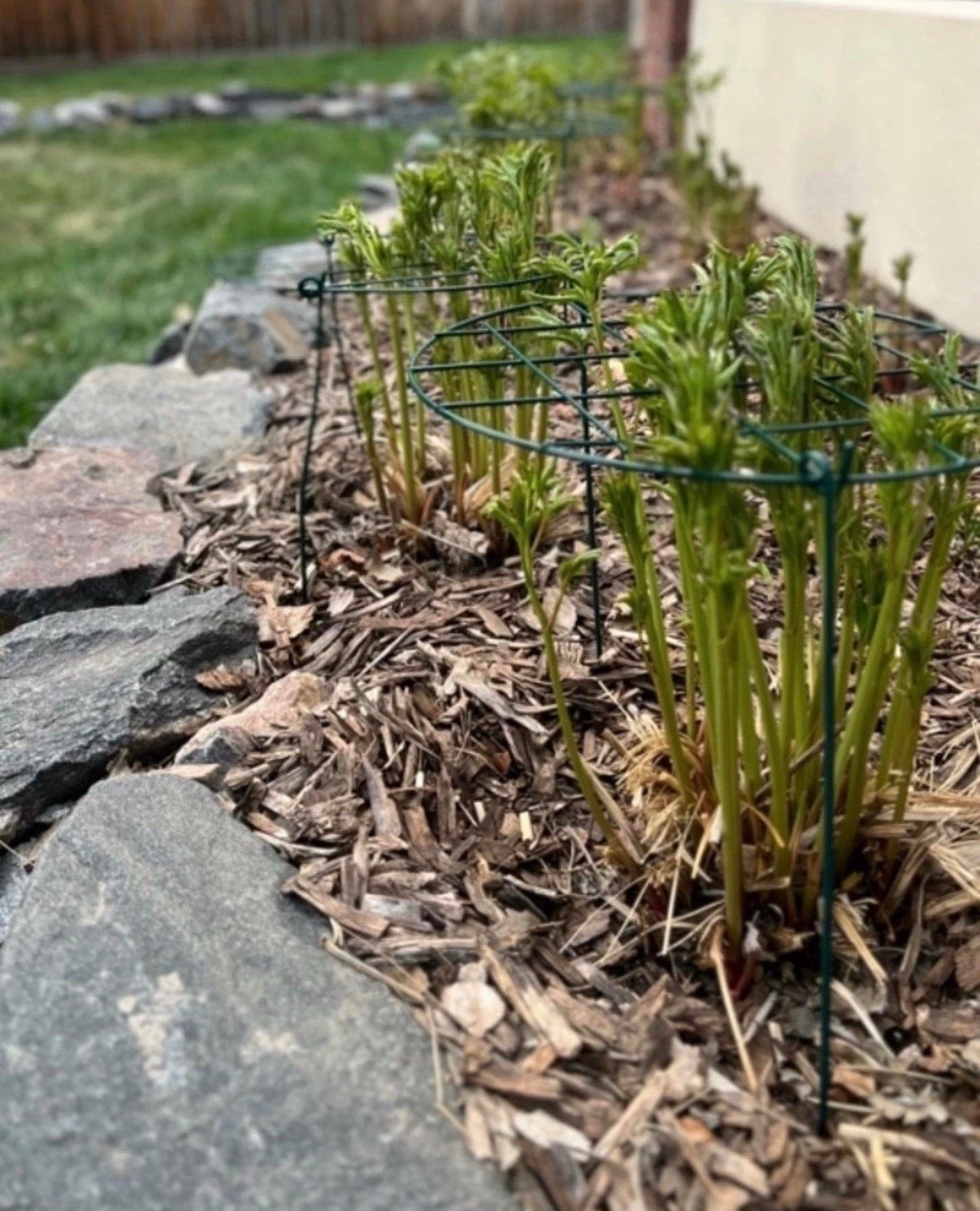 Once peonies start blooming, they can get a little top heavy 🌸 Adding support like this helps keep the stems standing and everything looking neat in the garden!!

#LTKHome #LTKSeasonal #LTKSpringSale