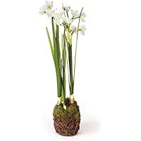 Conservatory Paperwhite Drop-in 17-INCH | Amazon (US)