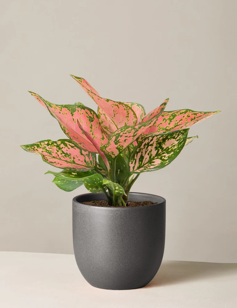 Aglaonema Wishes | The Sill