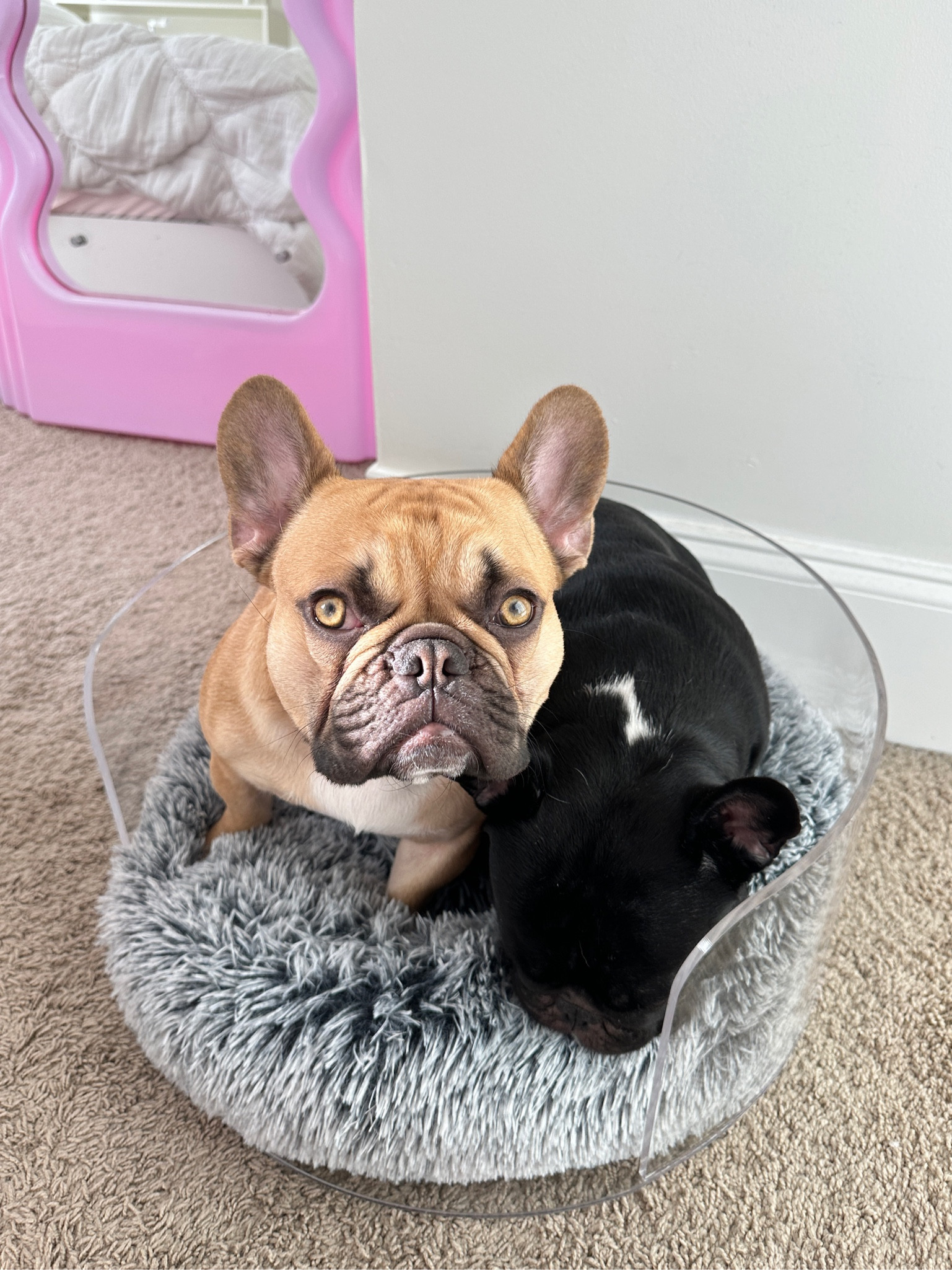 the most aesthetic dog bed everrr🤍 #LTKSpringSale #LTKsalealert #LTKfamily #LTKU

#LTKover40 #LTKhome #LTKstyletip