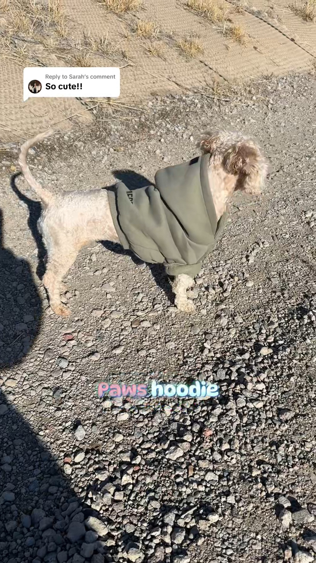 Comfrt paws for pups 🐾 



#LTKFamily #LTKFindsUnder50 #LTKSeasonal