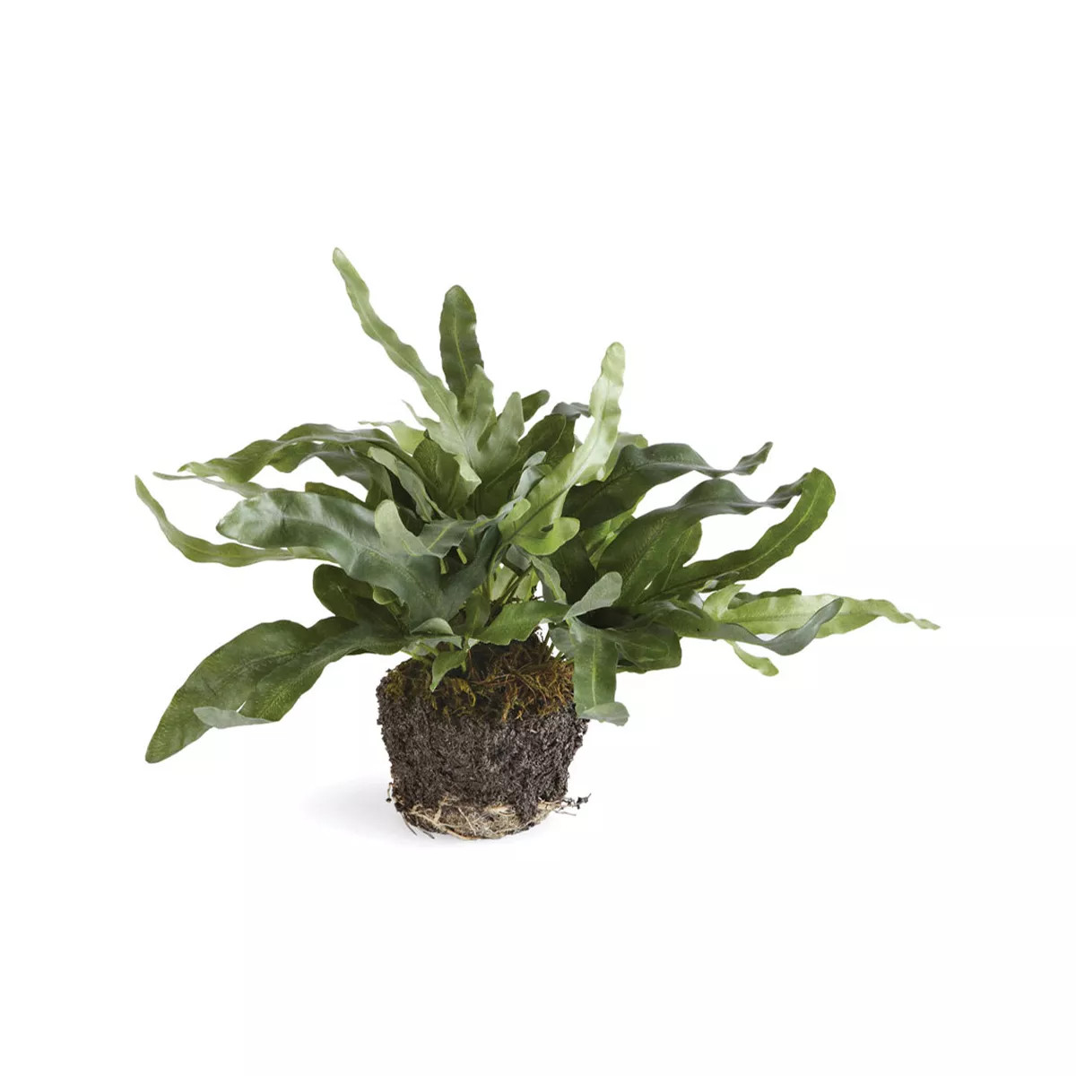 Plum & Post 11.5" Echeveria Fern Drop-In Root Ball Faux Greenery Plant All Seasons | Target