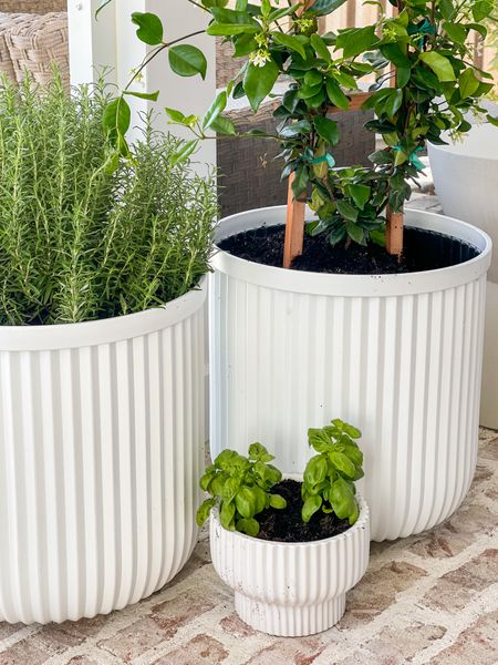 Doing a little spring refresh on our screened-in porch! How incredible are these  fluted planters from @walmart?!? They are such a great designer look for less and our patio now smells heavenly with the basil, jasmine and rosemary! I’ll also link the patio furniture we’re using in this space and love so much.
.
#ltkhome #ltkseasonal #ltkunder50 #ltkunder100 #ltkstyletip #ltkfind #walmart #walmarthome #iywyk #ltksalealert patio decor, patio furniture, outdoor planters

#LTKhome #LTKSeasonal #LTKunder50