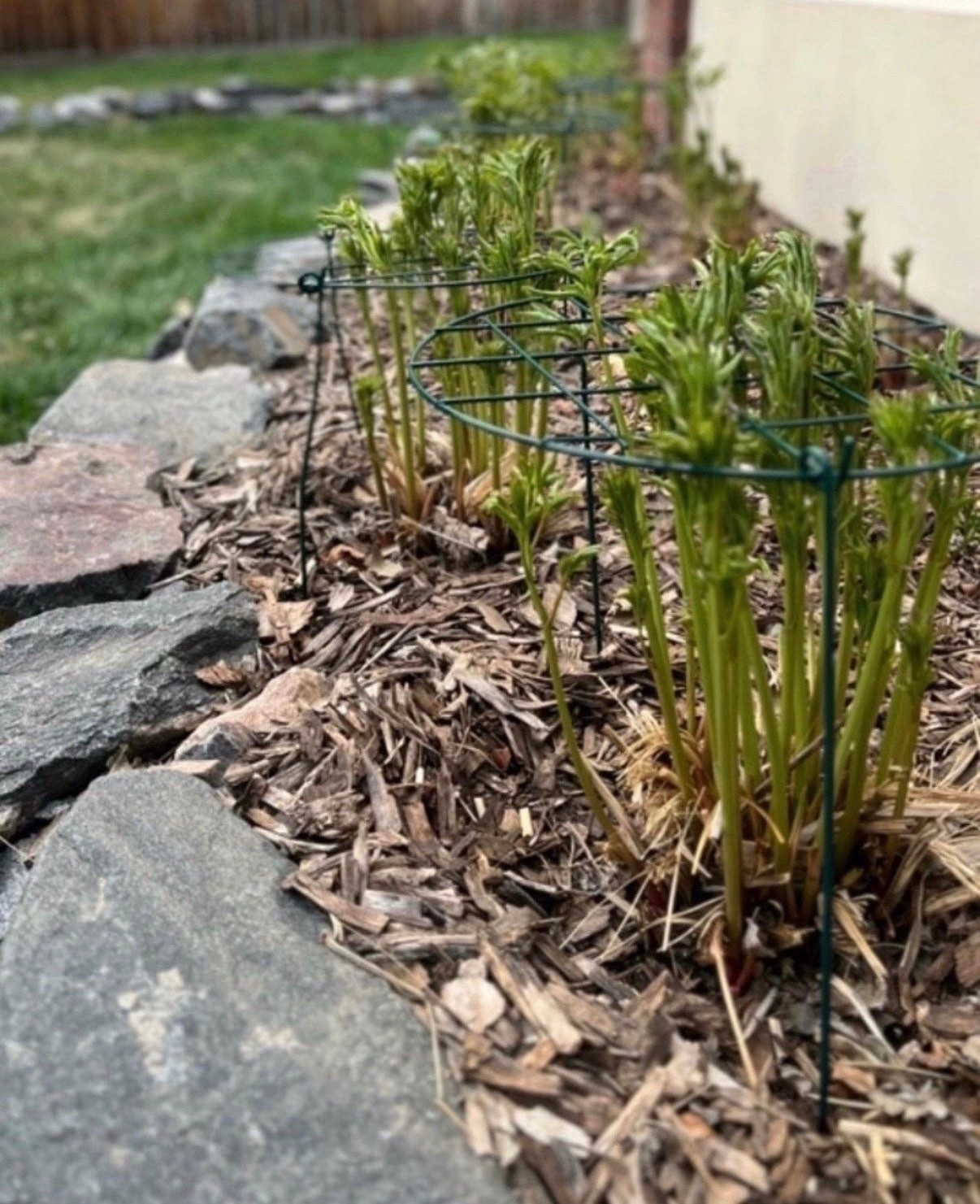 Once peonies start blooming, they can get a little top heavy 🌸 Adding support like this helps keep the stems standing and everything looking neat in the garden!!

#LTKSeasonal #LTKSaleAlert #LTKHome