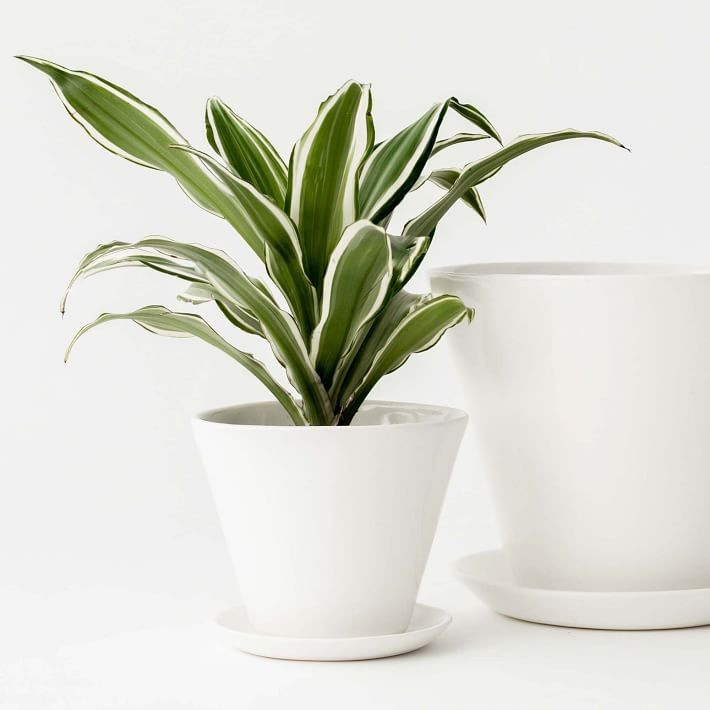 Convivial Minimal Planter | West Elm (US)