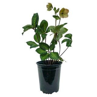 1 Gal. Pot, Winter Plum Double Purple Flowering Lenten Rose Hellebore Potted Perennial Plant (1-Pack) | The Home Depot