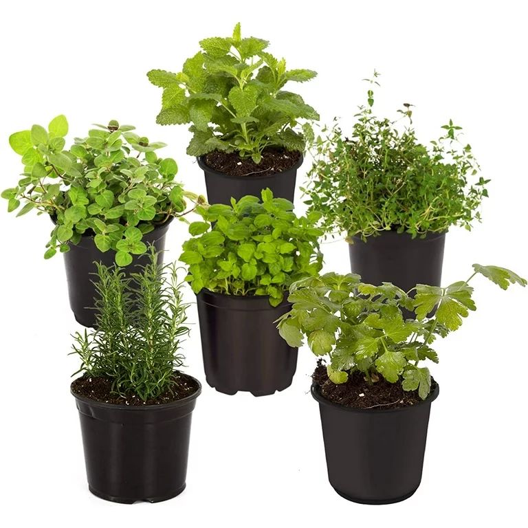 Live Aromatic and Healthy Herbs - Assorted Varieties (6 Per Pack) - Lavender, Eucalyptus, Lemon B... | Walmart (US)