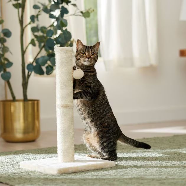 FRISCO 21-in Sisal Cat Scratching Post with Toy, Cream - Chewy.com | Chewy.com