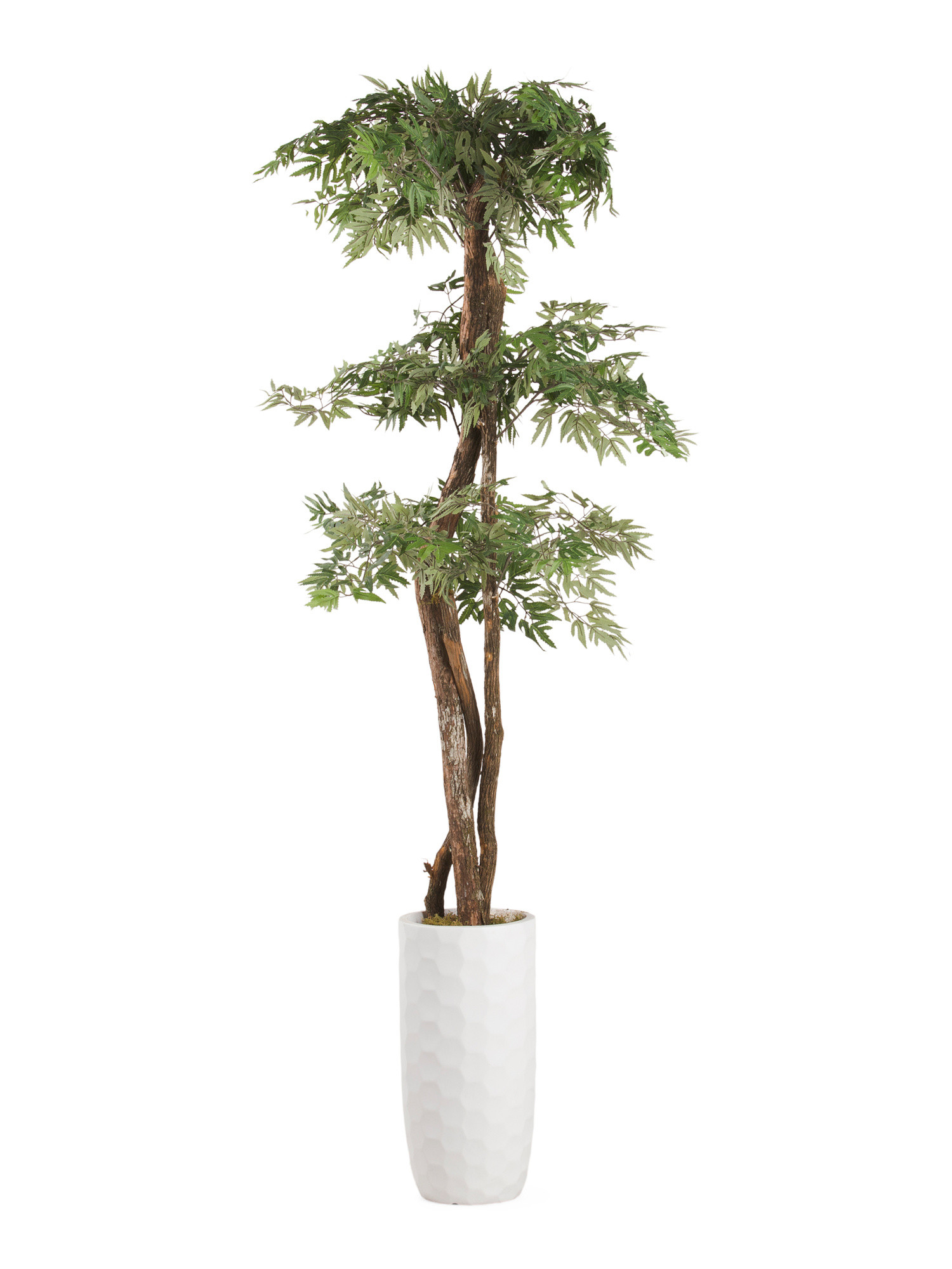 6ft Ming Aralia Tree | TJ Maxx