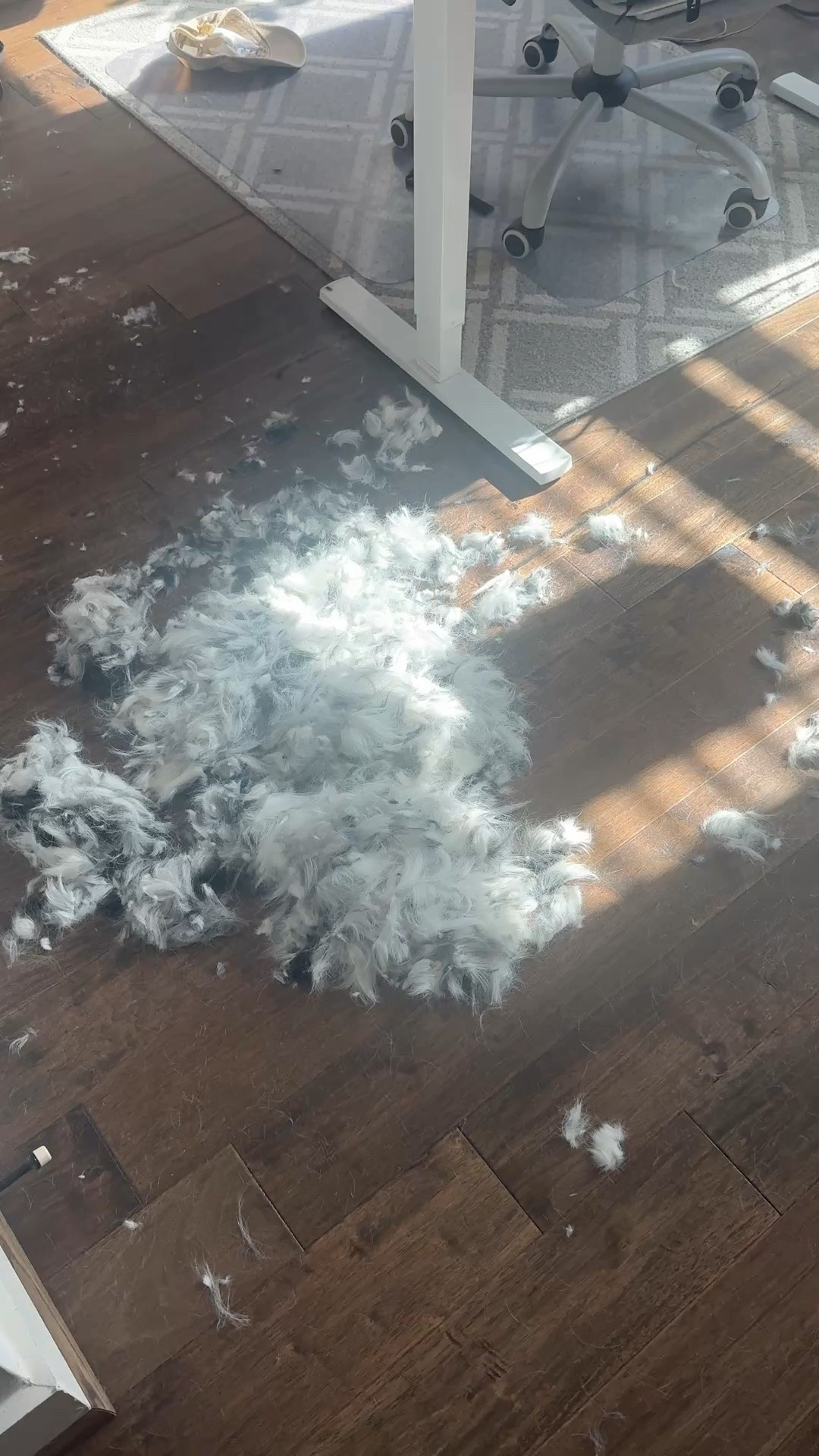 After giving my dog his summer shave my shark vacuum was ready to tackle the aftermath.

Shark vacuum, pet vacuum, house vacuum, pet hair

#LTKHome #LTKdayinmylife